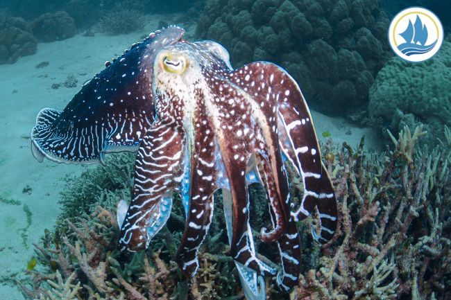 Here Are Cuttlefish Incredible Ability